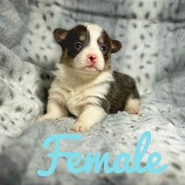 French Bulldog and Pembroke Welsh Corgi Puppies from Burn 3 Farms