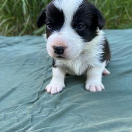 Spruce (Brown Collar) - Black and white male Cardigan Welsh Corgi puppy in Clio, Michigan from Old Oak Cardigans