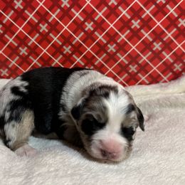 Australian Shepherd Puppies from M3 Sassafrass Ranch