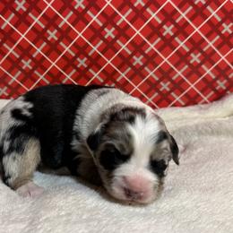 Australian Shepherd Puppies from M3 Sassafrass Ranch