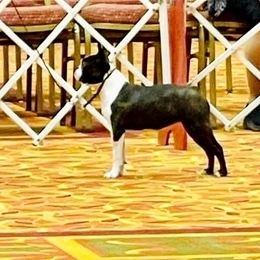 Flower - Boston Terrier