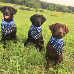 Labrador Retriever Puppies from Harvest Moon Farm