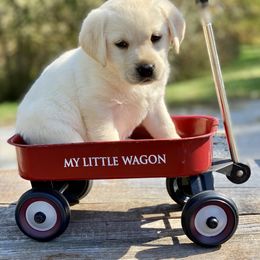 Labrador Retriever Puppies from Paws Farm