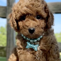 Cavalier King Charles Spaniels, Cavapoos, and Poodles from Cav.ish's Missouri Cavaliers, Cavapoos, and Miniature Poodles