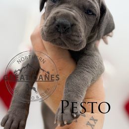 Pesto - Blue female Great Dane puppy in Sac City, Iowa from Northern Great Danes of Colorado & Iowa