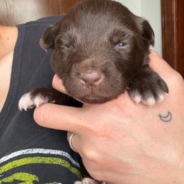 Forest - Red & white male Australian Shepherd puppy in Wellington, Missouri from CV Aussies