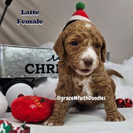 Goldendoodle and Labradoodle Puppies from Grace N Faith Doodles