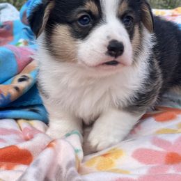 Australian Shepherd, Lagotto Romagnolo, and Pembroke Welsh Corgi Puppies from SS Australian Shepherds