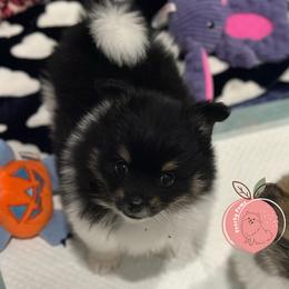 Luigi charting 7lb - Tri-colored male Pomeranian puppy in Summerville, Georgia from Pearly’s Pugs