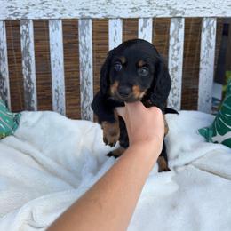 Cash - Black male Dachshund puppy in Nashville, Arkansas from Dixies Dachshunds