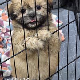 Shih Tzu Puppies from Borderland's Kennel