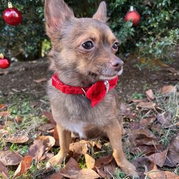 Juno - Chihuahua