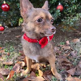 Juno - Chihuahua