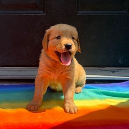 Aqua - Golden female Golden Retriever puppy in Wind Gap, Pennsylvania from Supreme Goldens