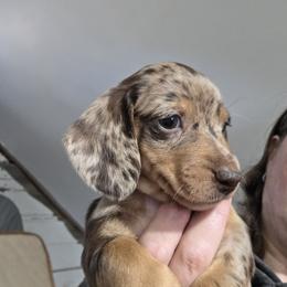 Rosie's chocolate and tan dapple girl - Dapple Dachshund puppy in Declo, Idaho from Dozendachs