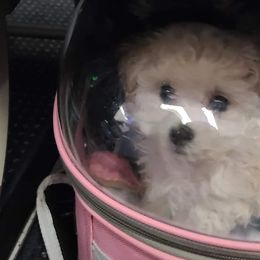 Aussiedoodle, Poodle, and Toy Australian Shepherd Puppies from Heartland Ranch