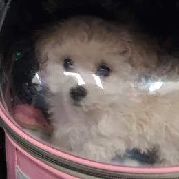Aussiedoodle, Poodle, and Toy Australian Shepherd Puppies from Heartland Ranch