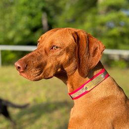Vida - Vizsla