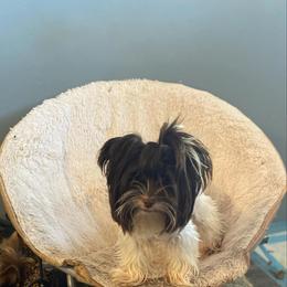 Zara - Yorkshire Terrier