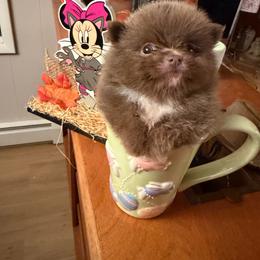 AKC EXOTIC ALVIN - Lavender male Pomeranian puppy in Wyandotte, Michigan from FAITHOPELOVE POMS KENNELS