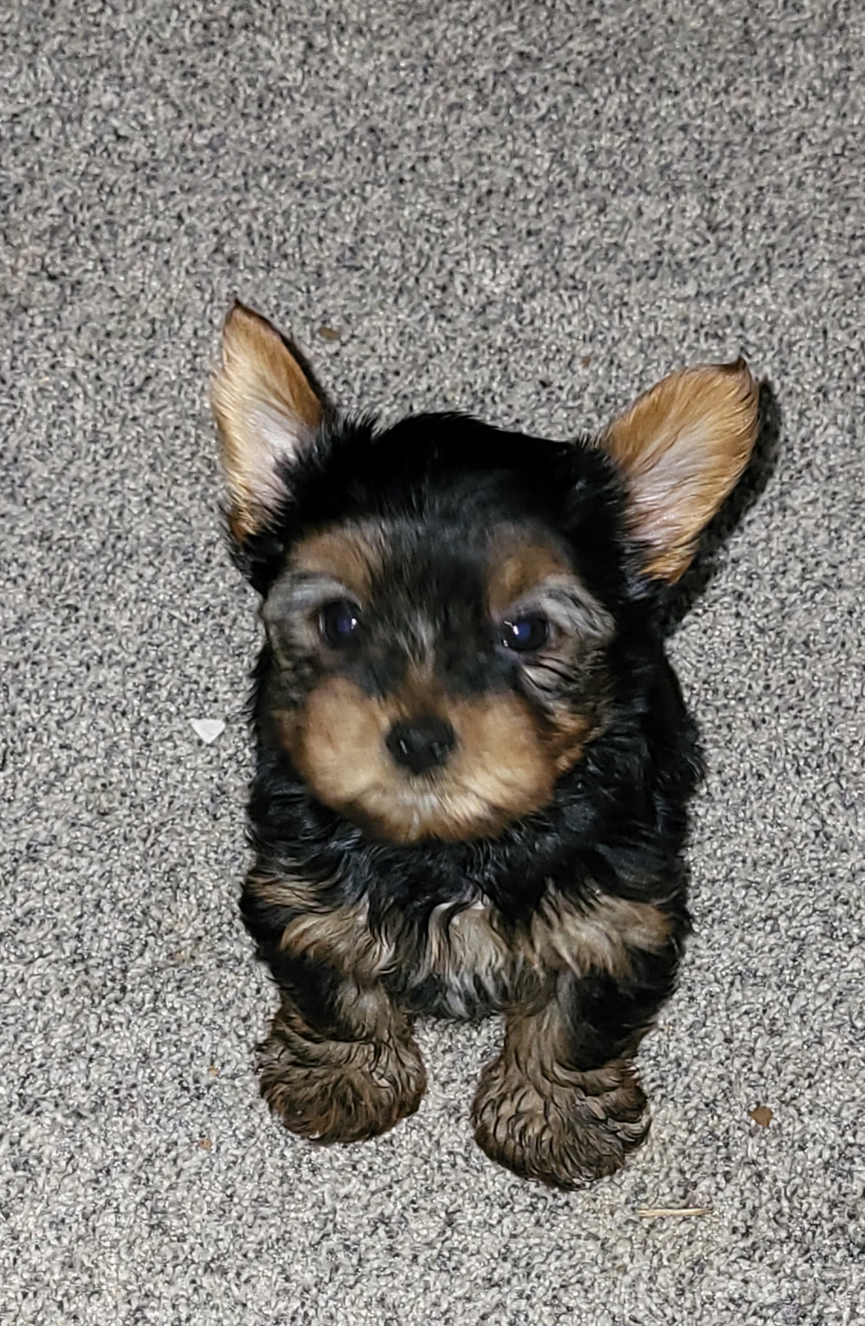 Yorkshire Terrier Puppies from My precious yorkies