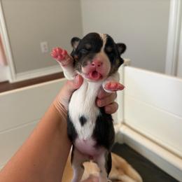 4 - Black and white female American Corgi puppy in Boyd, Texas from Barker's Corgis