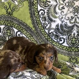 Female 1 - Dapple female Dachshund puppy in Sauk Village, Illinois from Midwest Timberland Pups