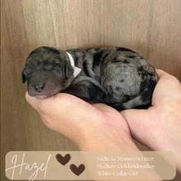 Hazel - Merle female Goldendoodle puppy in Easley, South Carolina from Our Darling Doodles