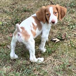 Zina boy 3 - Orange and white male Brittany puppy in Floyd Knobs, Indiana from Cross Creek Brittanys
