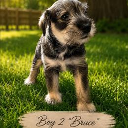 Boy 2 - Bruce - Salt and pepper male Miniature Schnauzer puppy in Kersey, Colorado from Fosters Schnauzers