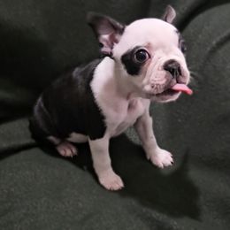 American Bully and Boston Terrier Puppies from Greenberg's Boston Terriers & Bullies of Metro Detroit