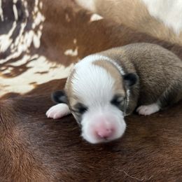 G-4 - Red female Pembroke Welsh Corgi puppy in Linden, Texas from W&W “lil” Wrangler Corgis