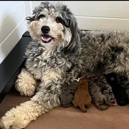 Flurry - Bernedoodle