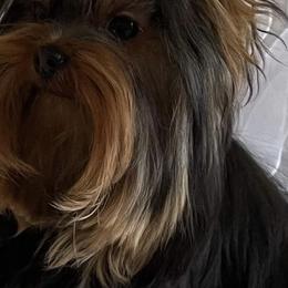 Yorkshire Terriers from DeRieux Yorkies