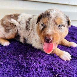 Roscoe - Red merle male Australian Shepherd puppy in Charlotte, North Carolina from Awesome Aussies