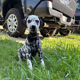 Sirius Black - White and black male Dalmatian puppy in Arlington, Texas from Bri’s Spot Garden - Glasscock Dalmatians