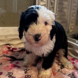 CHEESECAKE - Black and white female Sheepadoodle puppy in Riverside, California from Downtown Doodles & Frenchies