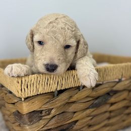 Coconut Cream - White female Sheepadoodle puppy in Greeneville, Tennessee from Smokey Mountain Sheepadoodles