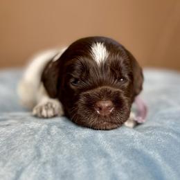Diamond - Chocolate female Australian Labradoodle puppy in Morgan Hill, California from Loving Labradoodles