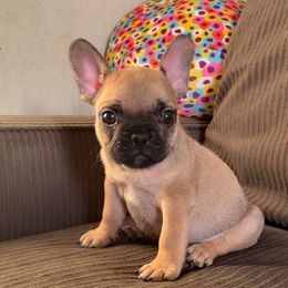 French Bulldogs from Majestic Frenchies