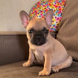 French Bulldogs from Majestic Frenchies
