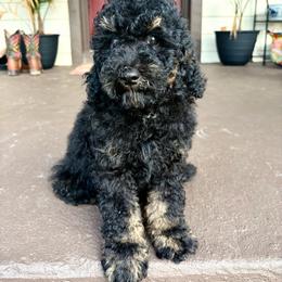 Miso - Phantom male Goldendoodle puppy in Brooksville, Florida from Spring Prairie Doodles