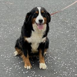 Bernese Mountain Dog puppies from Beitzel Babies