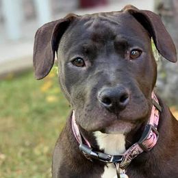 American Bullies from M.D.T.C