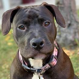 American Bullies from M.D.T.C