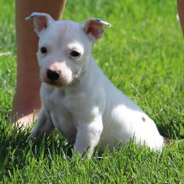 Tulip - White female American Staffordshire Terrier puppy in Guilford County, North Carolina from Explicit Kennel