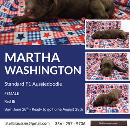 Martha Washington - Red female Aussiedoodle puppy in Asheboro, North Carolina from Stellar Aussies