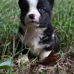 Bramble - Black and white male Cardigan Welsh Corgi puppy in Bland, Missouri from Shadey Lane Corgis