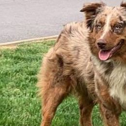 Australian Shepherds from Ready 'N Abel Aussies