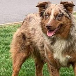 Australian Shepherds from Ready 'N Abel Aussies